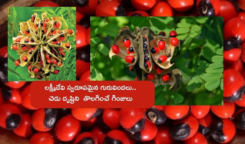 Gurivinda Ginja : లక్ష్మీ కటాక్షాన్నిచ్చే గురివింద గింజలు .. దెబ్బకి దరిద్రం మాయం