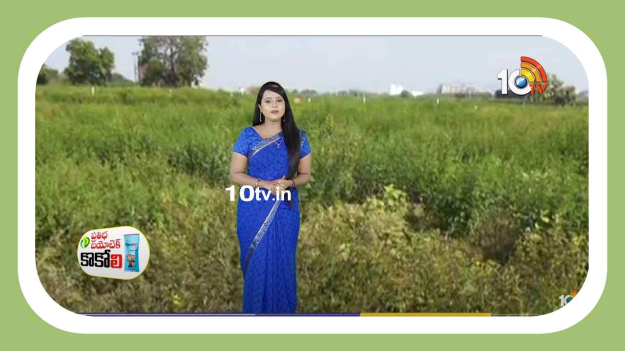 Kandi Crop Cultivation : పెరిగిన కంది సాగు విస్తీర్ణం.. అధిక దిగుబడి కోసం సాగులో పాటించాల్సిన మెళకువలు