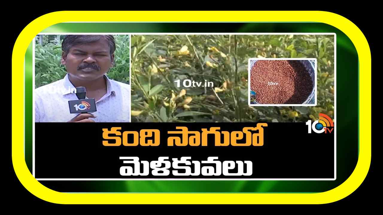 Kandi Cultivation : కందిపంట సాగులో విప్లవాత్మక మార్పులు.. సాగులో మెళకువలు