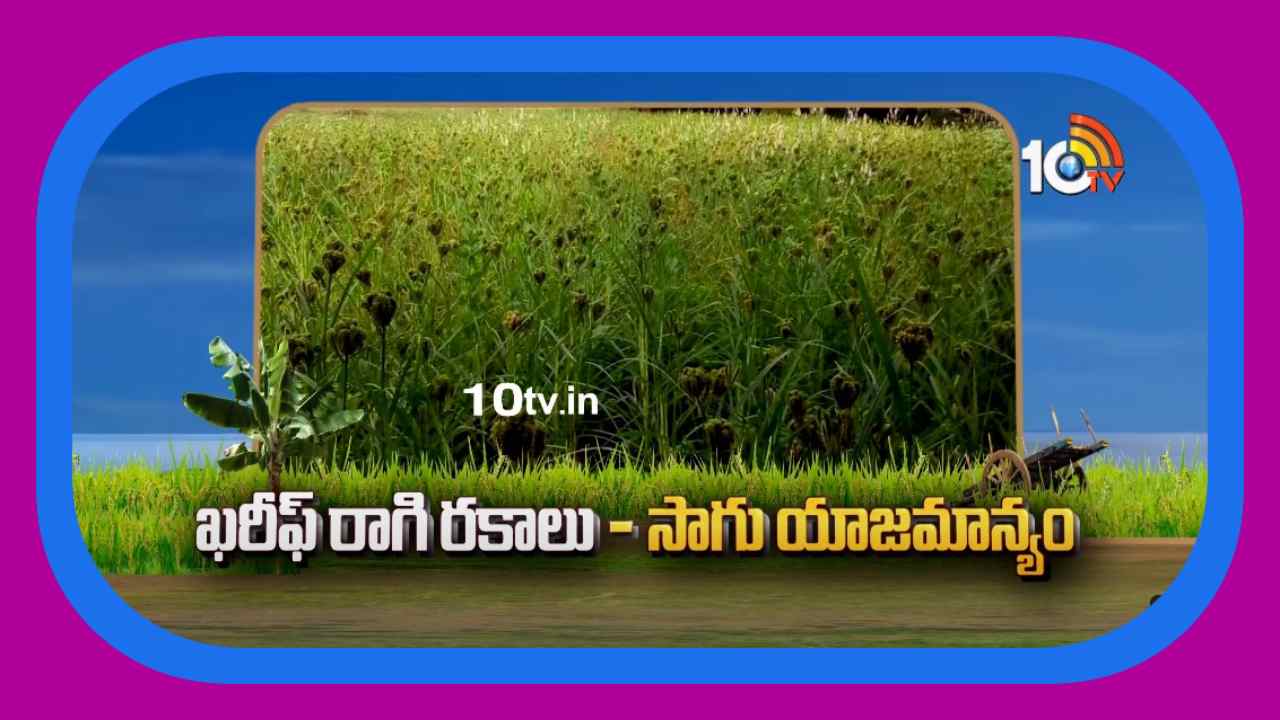 Kharif Copper Varieties : ఖరీఫ్ రాగి రకాలు సాగు యాజమాన్యం