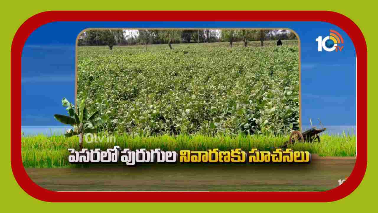 Kharif Pesara : పెసర సాగులో చీడపీడల నివారణ కు సూచనలు