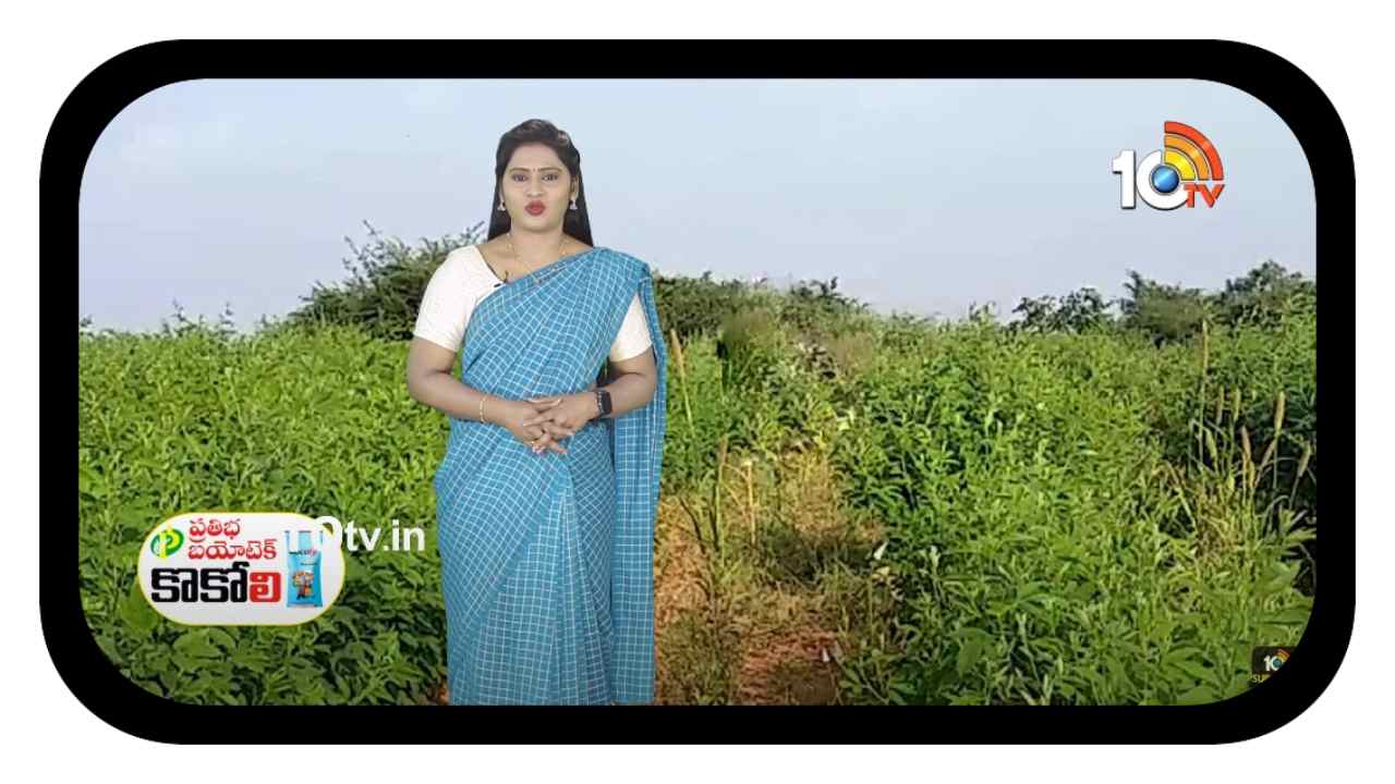 RedGram Management : ఖరీఫ్ కంది రకాలు.. సాగు యాజమాన్యం