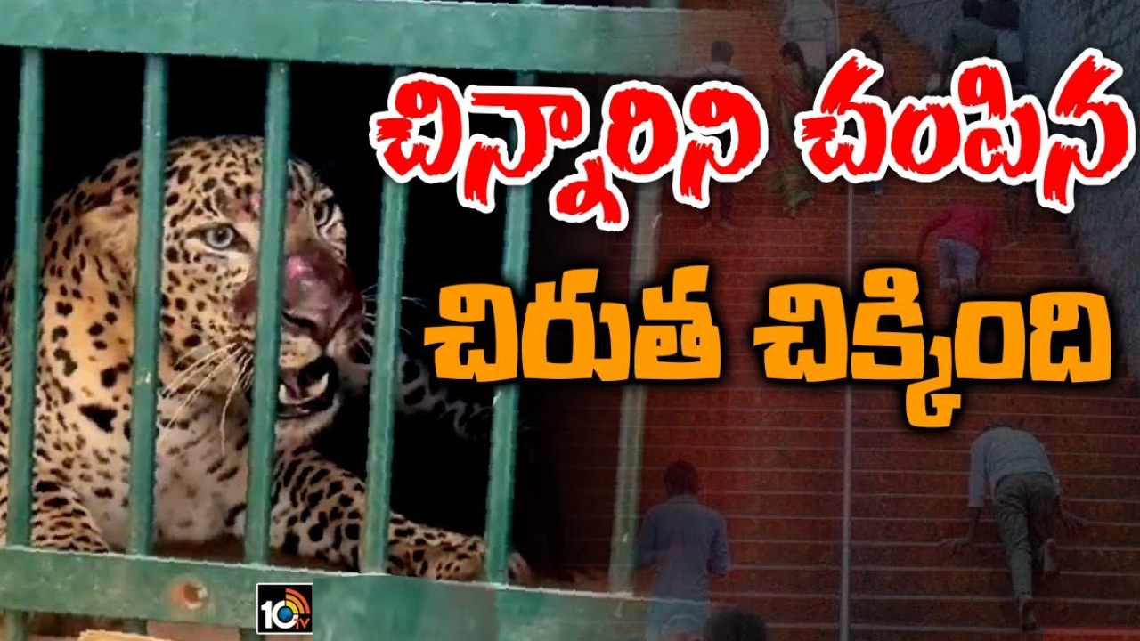 Tirumala : తిరుమలలో చిక్కిన చిరుత.. బాలికపై దాడిచేసిన ప్రాంతానికి దగ్గర్లోనే బోనులోకి