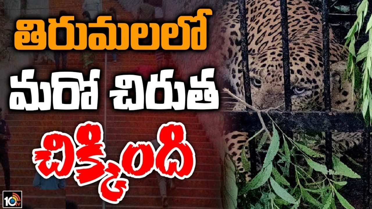 Leopard Trapped: బోనులో చిక్కిన నాలుగో చిరుత.. తిరుమల నడకదారిలో ముగిసిన ‘ఆపరేషన్ చిరుత’