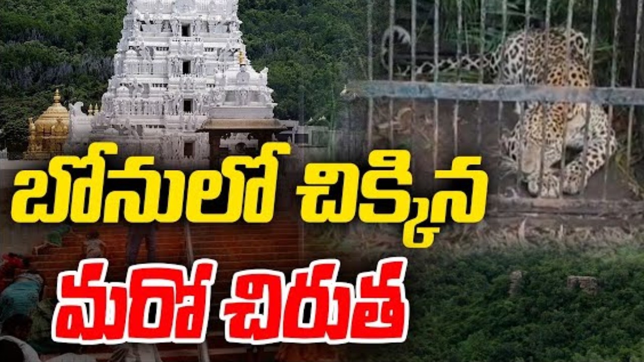 Leopard Trapped : తిరుమలలో బోనులో చిక్కిన మరో చిరుత .. 50రోజుల వ్యవధిలో మూడు చిరుతలు..