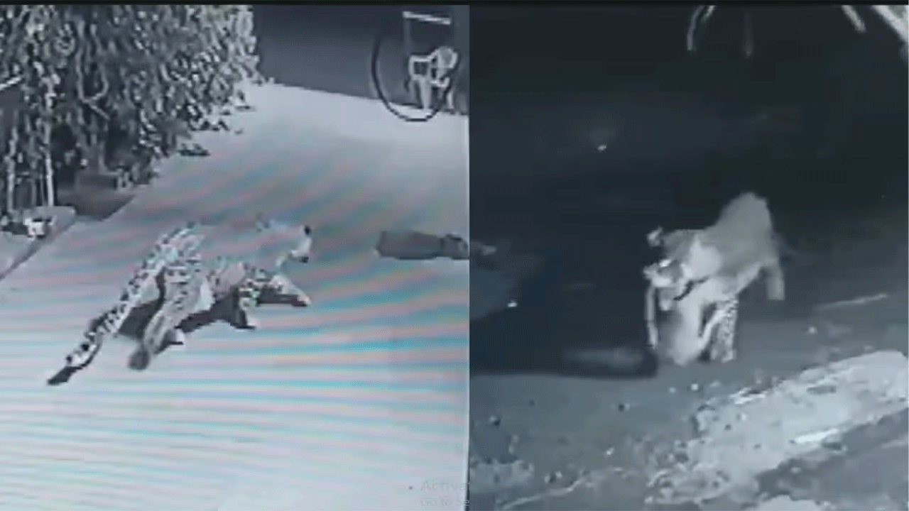 Leopard attacks : నిద్రిస్తున్న పెంపుడు కుక్కపై చిరుతపులి దాడి