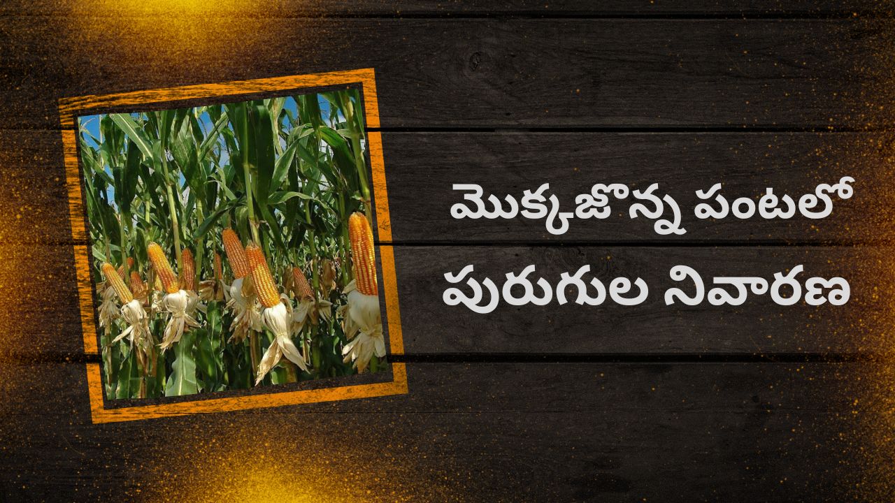 Maize Crop : మొక్కజొన్నకు చీడపీడల బెడద.. నివారణ చర్యలకు శాస్త్రవేత్తల సూచనలు