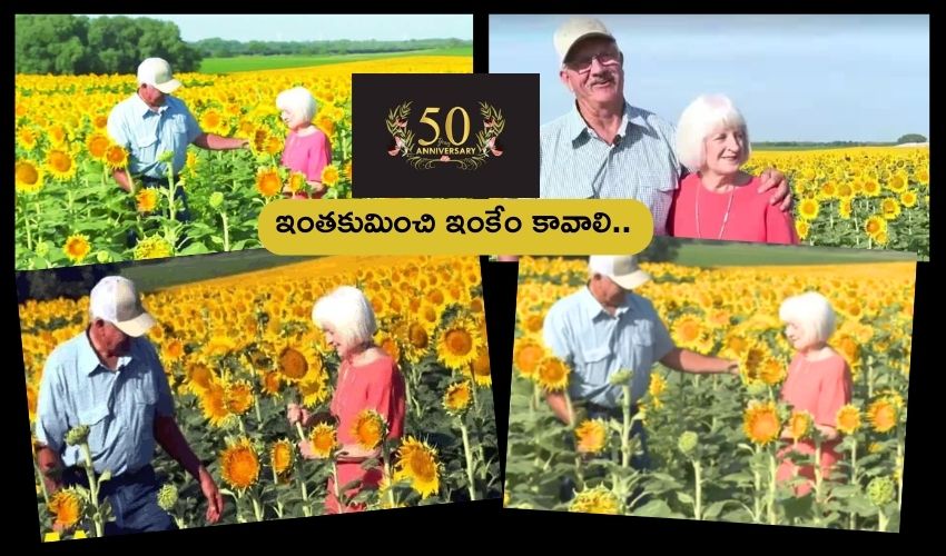 12 Lakhs Sunflowers Gift : 50వ పెళ్లిరోజు గిఫ్టుగా భార్యకు 12 లక్షల సన్‌ఫ్లవర్స్.. అంబరాన్ని అంటిన ఆమె ఆనందం