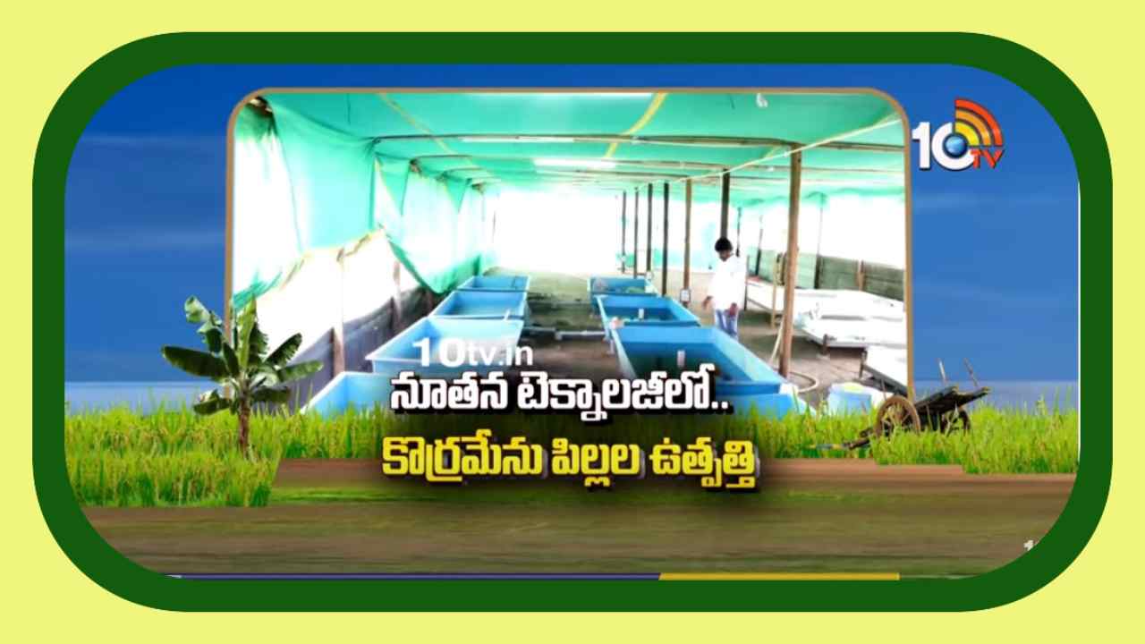 Murrel Fish : నూతన టెక్నాలజీతో కొరమేను పిల్లల ఉత్పత్తి ..తక్కువ సమయంలోనే అధిక దిగుబడి అంటున్న రైతు