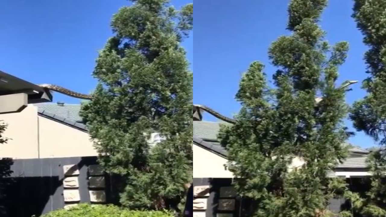 Python : ఇంటి పైకప్పు మీద భారీ కొండచిలువ ప్రత్యక్షం.. ఎంత పొడుగు ఉందో చూశారా?