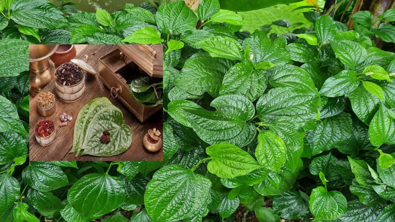 Betel Leaf Plant : ఇంట్లో తమలపాకు చెట్టును ఏ దిక్కున పెంచాలో తెలుసా?