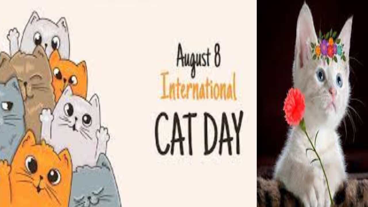 International Cat Day 2023 : ఈ రోజు ‘అంతర్జాతీయ పిల్లి దినోత్సవం’.. ఎందుకు జరుపుతారో తెలుసా?