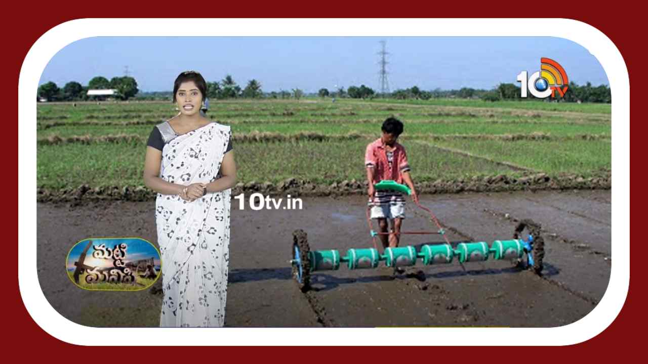 Paddy Harvesting : నారు, నాట్లు అవసరం లేకుండా వరిసాగు