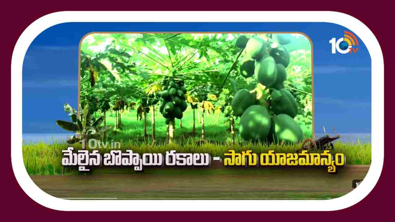 Papaya Varieties : మేలైన బొప్పాయి రకాలు.. సాగు యాజమాన్యం