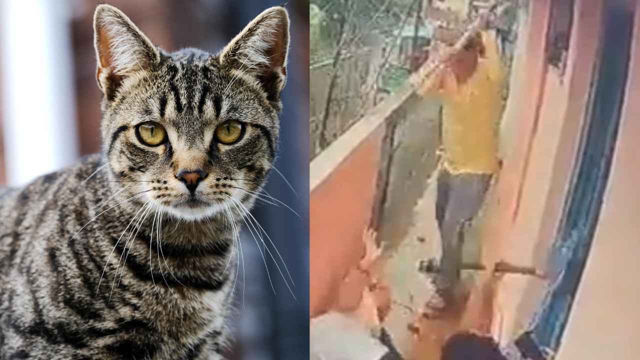 Pet Cat Fight : పిల్లి ఎంత పని చేసింది.. బట్టలు చింపుకుని మరీ దారుణంగా కొట్టుకున్న రెండు కుటుంబాలు, షాకింగ్ వీడియో