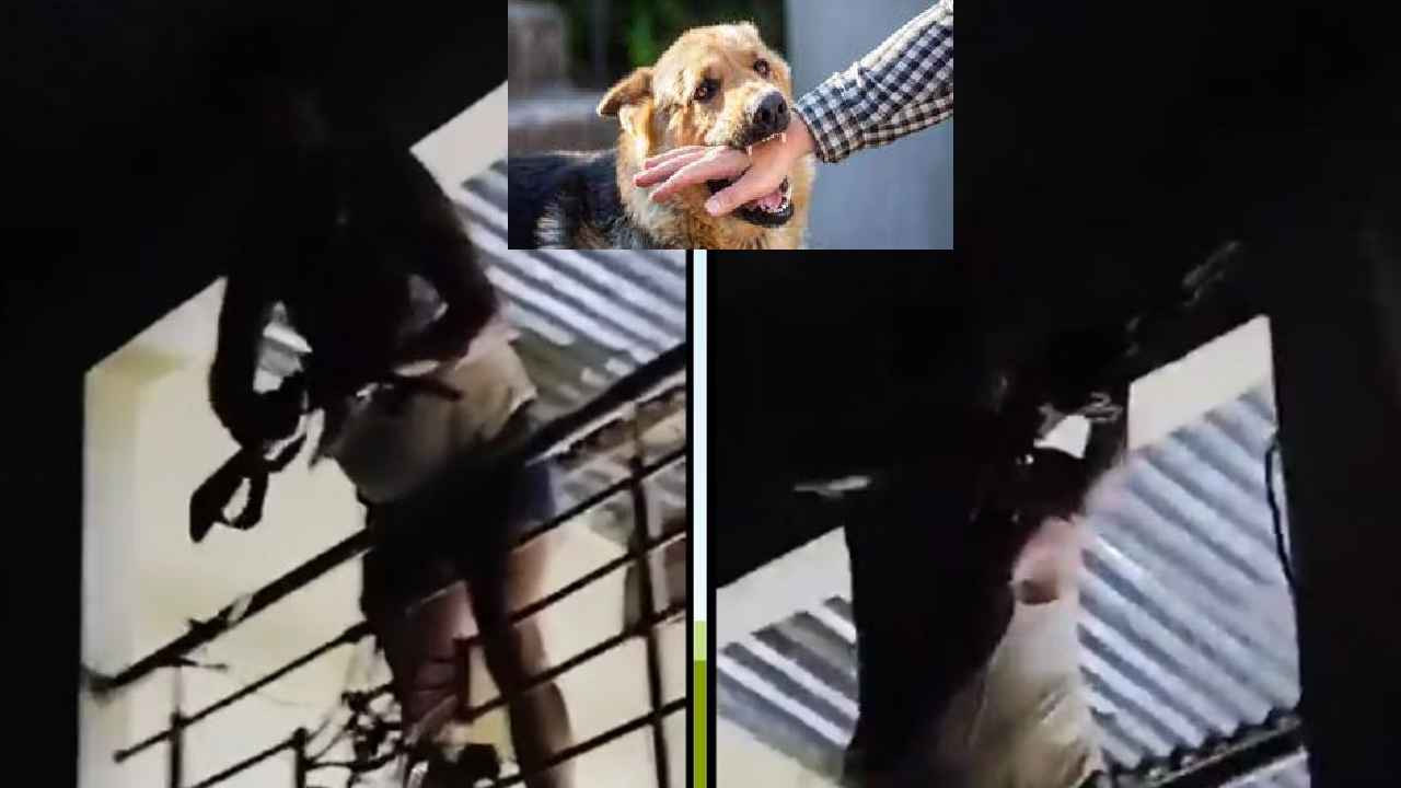 Pet Dogs Fight : ఓ మై గాడ్.. కుక్క కోసం గొడవ, ఇద్దరిని కాల్చి చంపేశాడు.. వీడియో వైరల్