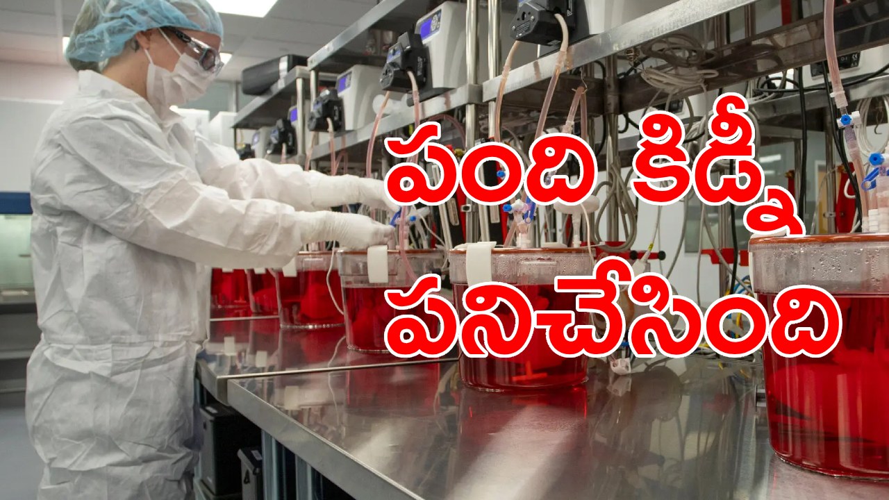 Kidney Transplantation: కిడ్నీ మార్పిడి చరిత్రలో పెద్ద ముందడుగు.. మనిషికి పంది కిడ్నీ ఇన్నిరోజులు పనిచేయడం ఇదే తొలిసారి..