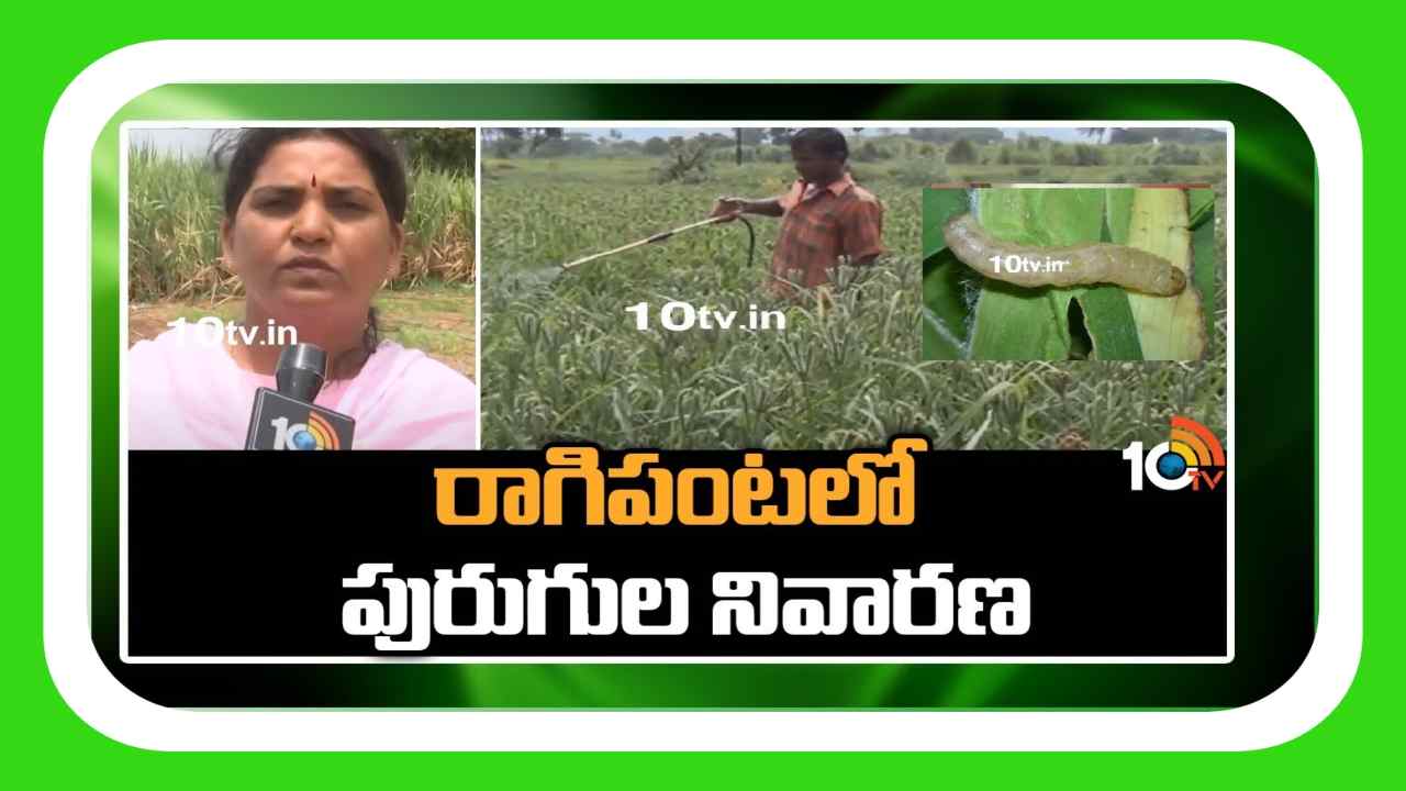 Ragi Crop : రాగిపంటకు తెగుళ్ల బెడద.. నివారిస్తే మంచి దిగుబడులు