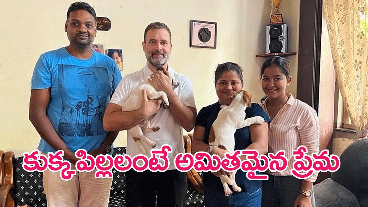 Rahul Gandhi : రాహుల్ గాంధీకి కుక్కపిల్లలంటే ఎంతో ఇష్టం.. గోవా నుంచి ఢిల్లీకి జాక్ రస్సెల్ టెర్రియర్ కుక్కపిల్లలు
