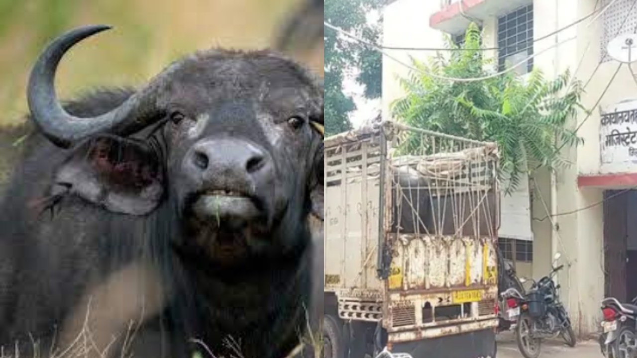 Rajasthan Court : 11 ఏళ్ల నాటి కేసు.. సాక్ష్యం కోసం కోర్టుకు గేదె.. తర్వాత ఏం జరిగిందంటే..