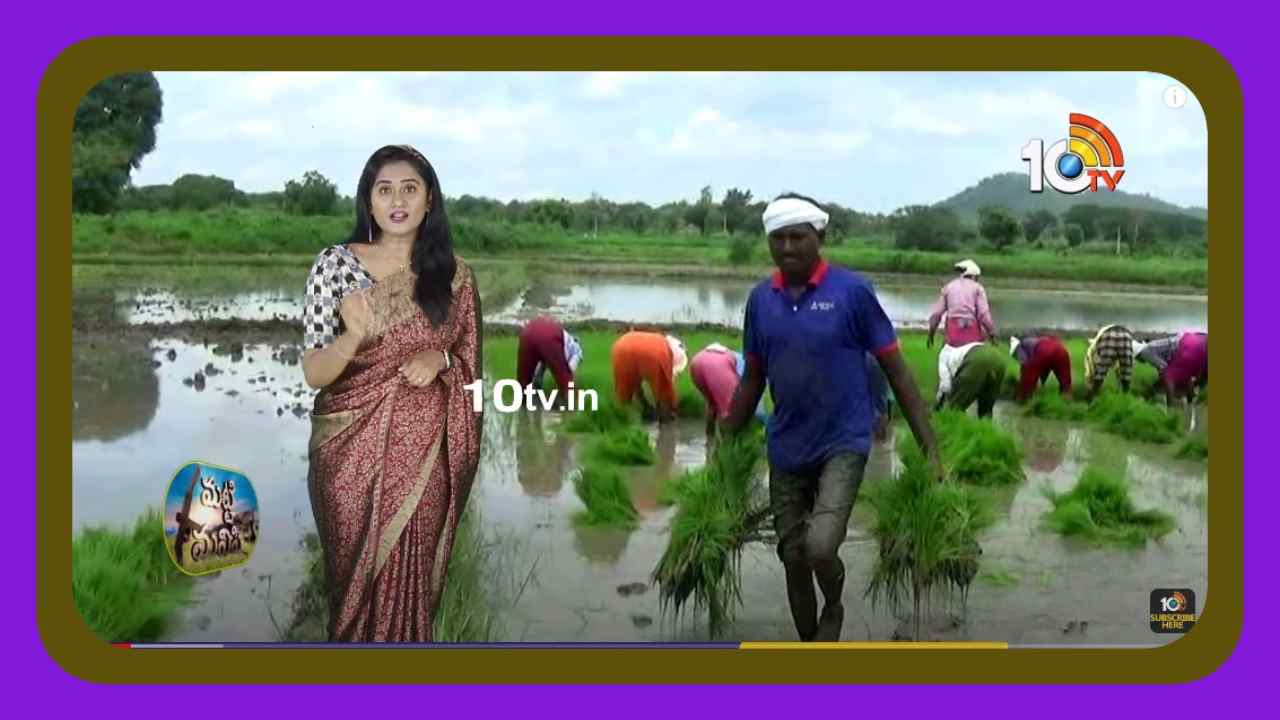 Rice Cultivation : వరిలో అధిక దిగుబడులకోసం సమగ్ర యాజమాన్యం