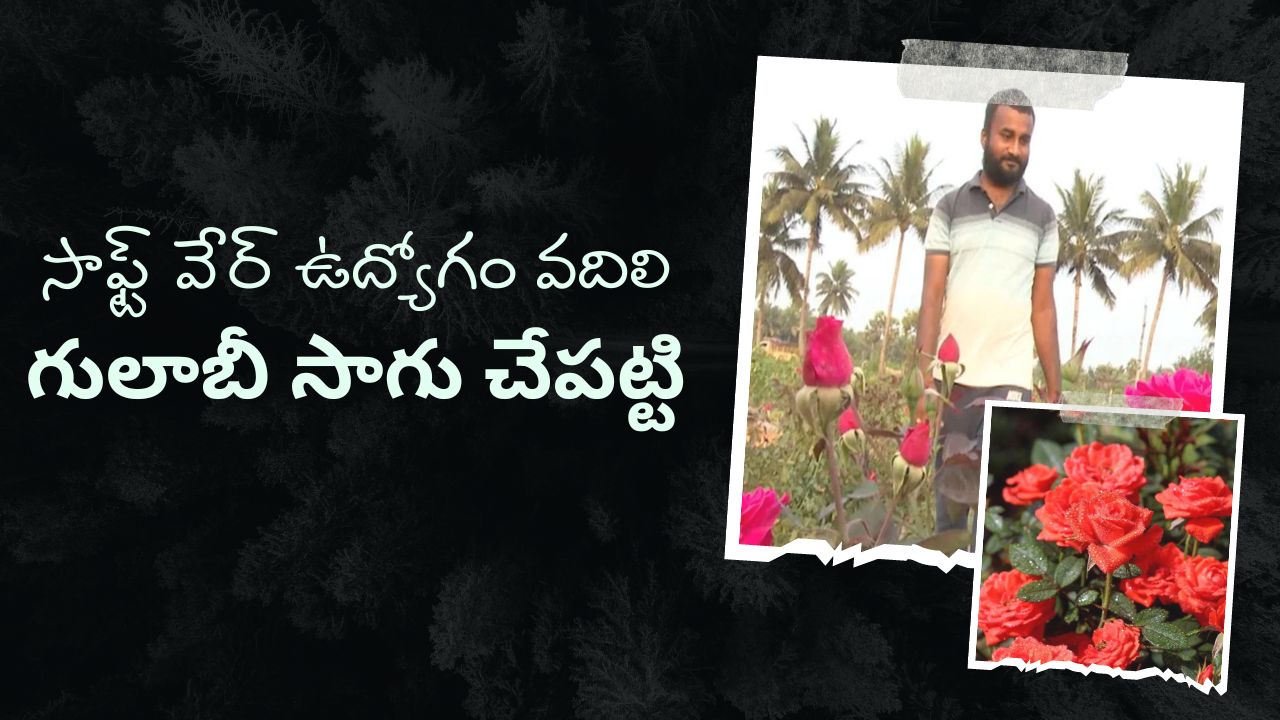 Rose Flowers Cultivation : గులాబీ పూల సాగుతో ప్రతినెల 70వేల నికర అదాయం పొందుతున్న రైతు