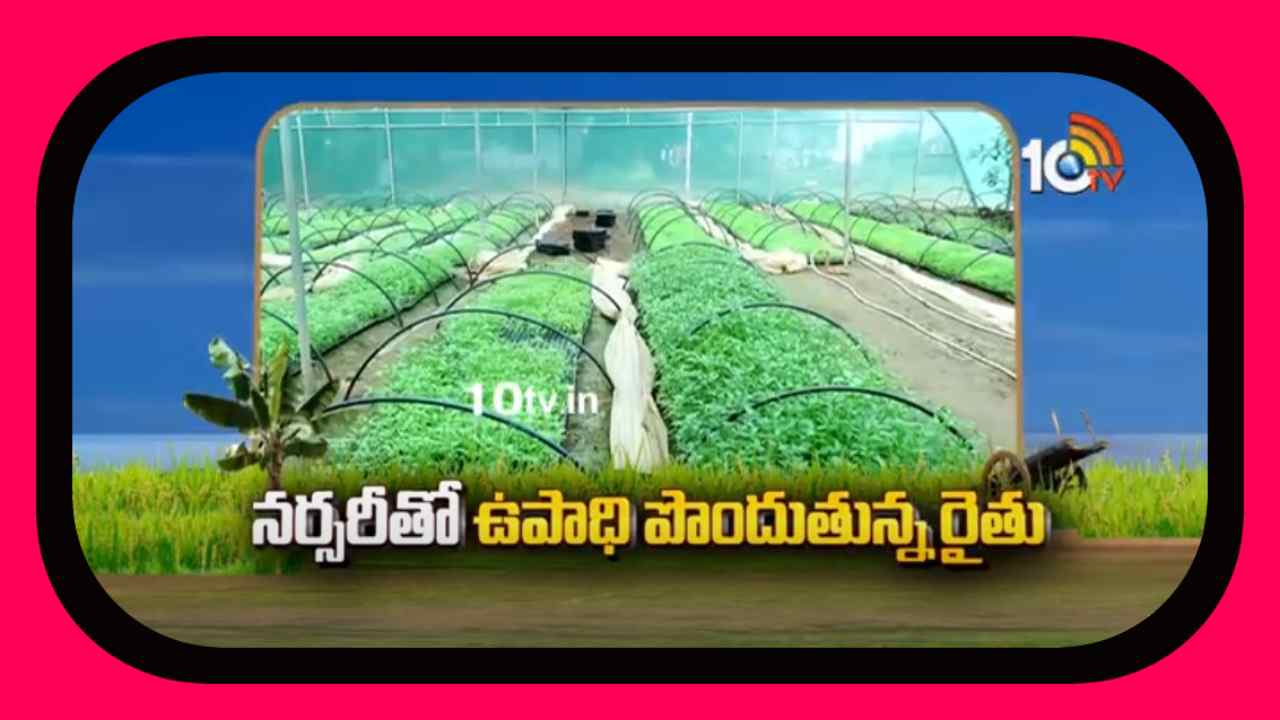 Shade Net :షేడ్ నెట్ కింద ప్రోట్రేలలో నారు పెంపకం