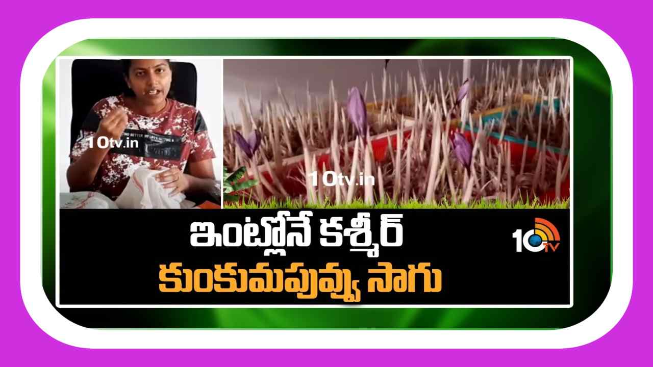 Kashmir Saffron : ఇంట్లోనే కశ్మీర్ కుంకుమపువ్వు సాగు