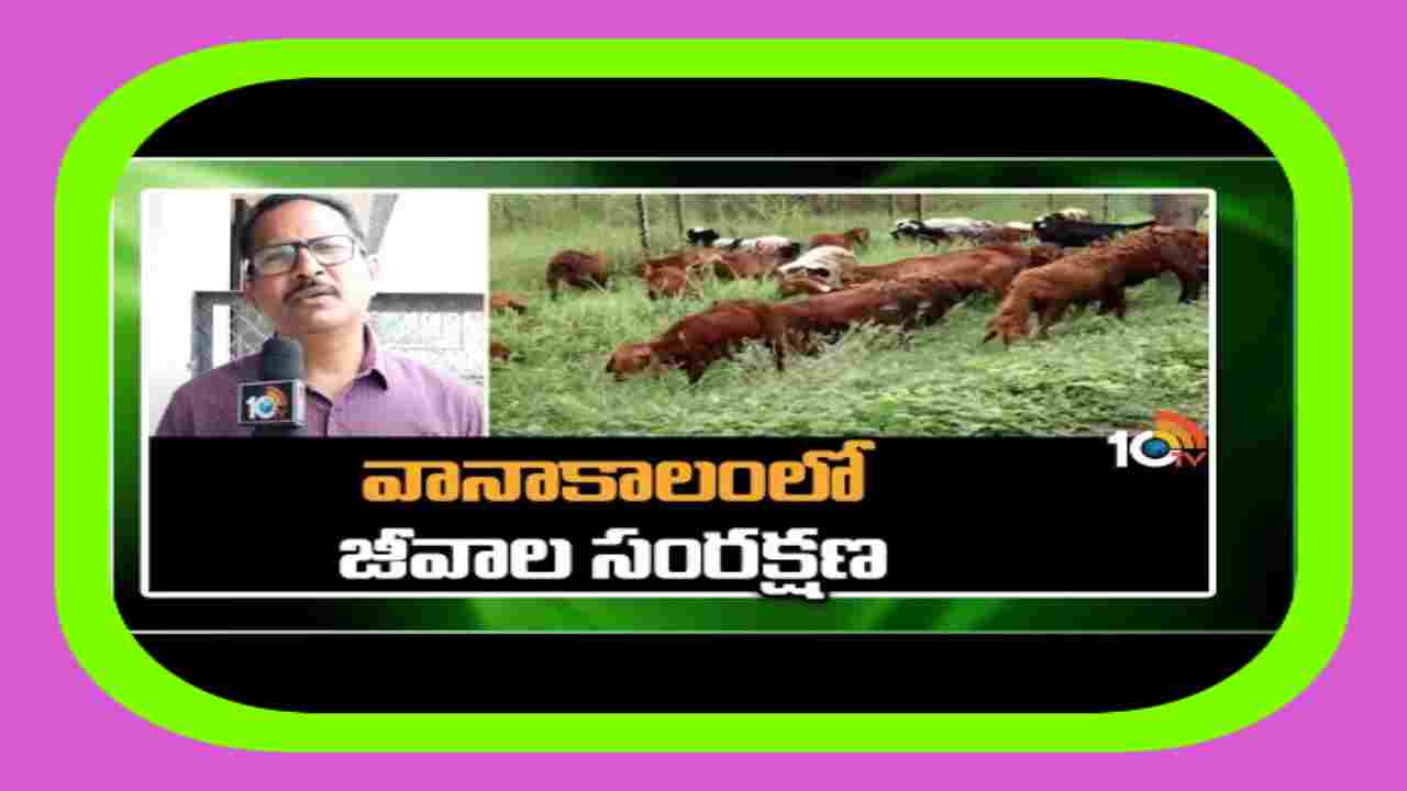 Sheep Farming : వర్షాకాలంలో జీవాలకు వ్యాధులు.. నివారణకు ముందస్తు జాగ్రత్తలు