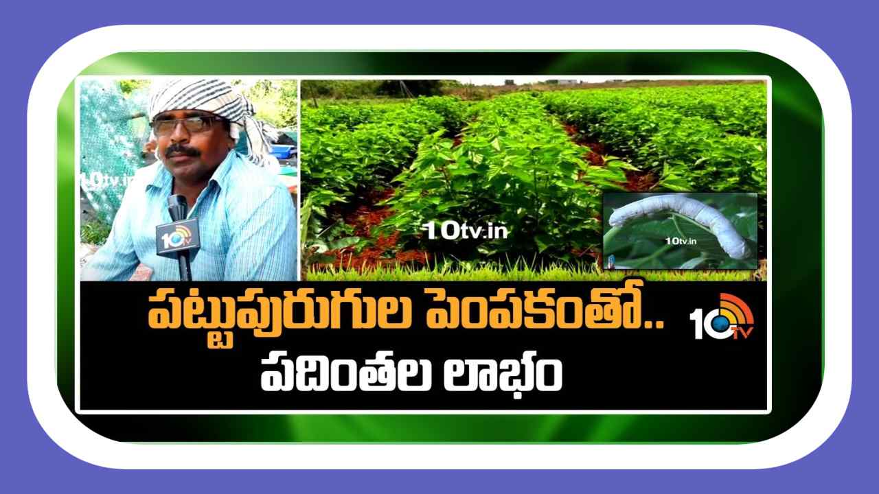 Silkworm Cultivation : వరికి ప్రత్యామ్నాయంగా పట్టుపురుగుల పెంపకం