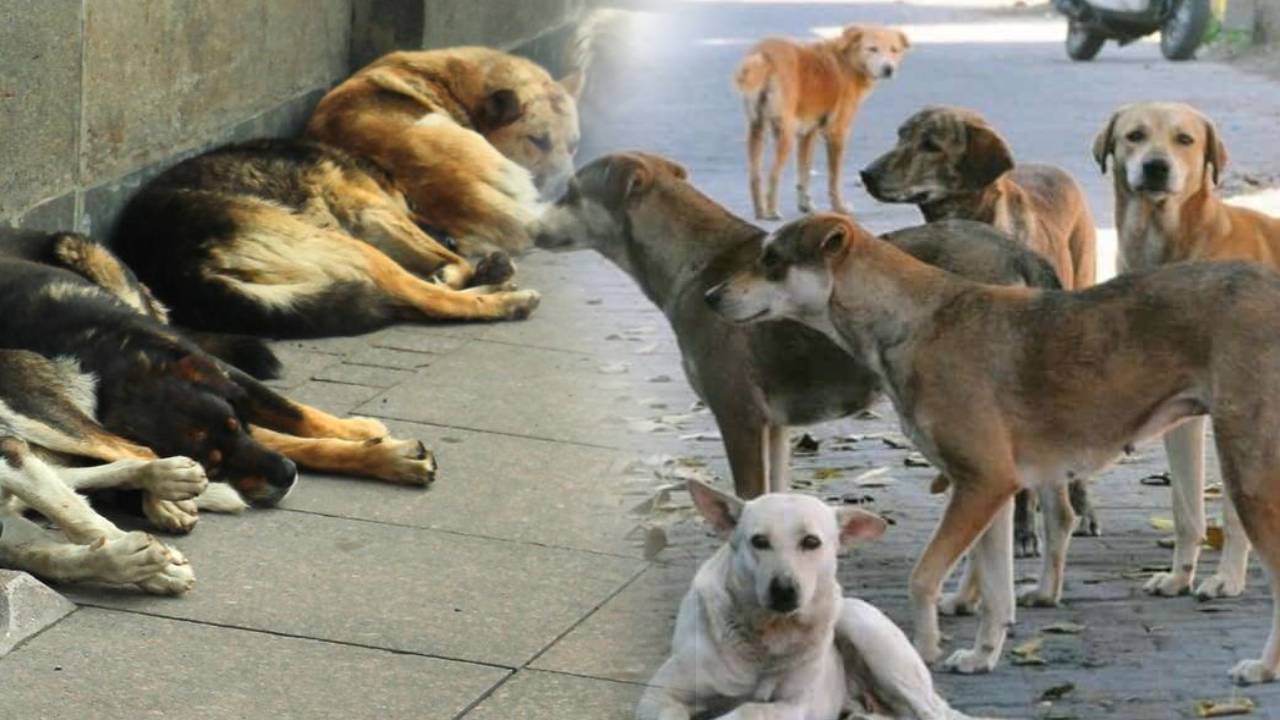 300 Dogs Killed : తెలంగాణలో దారుణ ఘటన.. 300 వీధి కుక్కలను చంపి.. ఆ తరువాత.. సర్పంచ్‌లు సహా తొమ్మిదిపై కేసు..