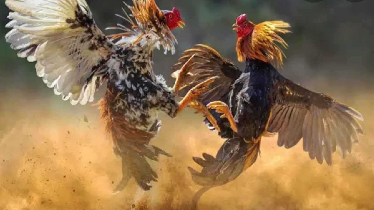 Cockfight: కోడి పందాల్లో జాక్‌పాట్.. ఏకంగా కోటిన్నర గెల్చుకున్నాడు