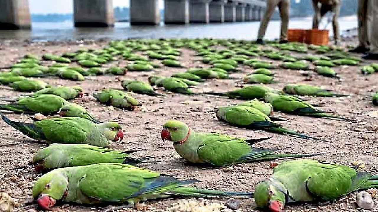 Parrots: గుండెలు పగిలే దృశ్యం.. ఆ గింజలు తిని 200 చిలుకలు మృతి.. పోస్టుమార్టం రిపోర్టులో షాకింగ్ విషయం