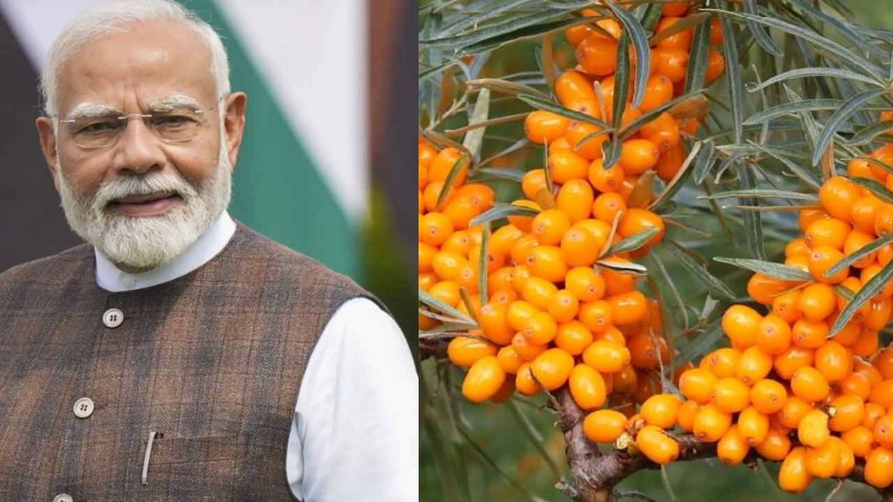 Sea Buckthorn: ప్రధాని మోదీ ఫేవరట్ ప్రూట్ ఇదే.. దీని అద్భుత ప్రయోజనాలు ఏంటి, యువత ఎందుకు తినాలి..