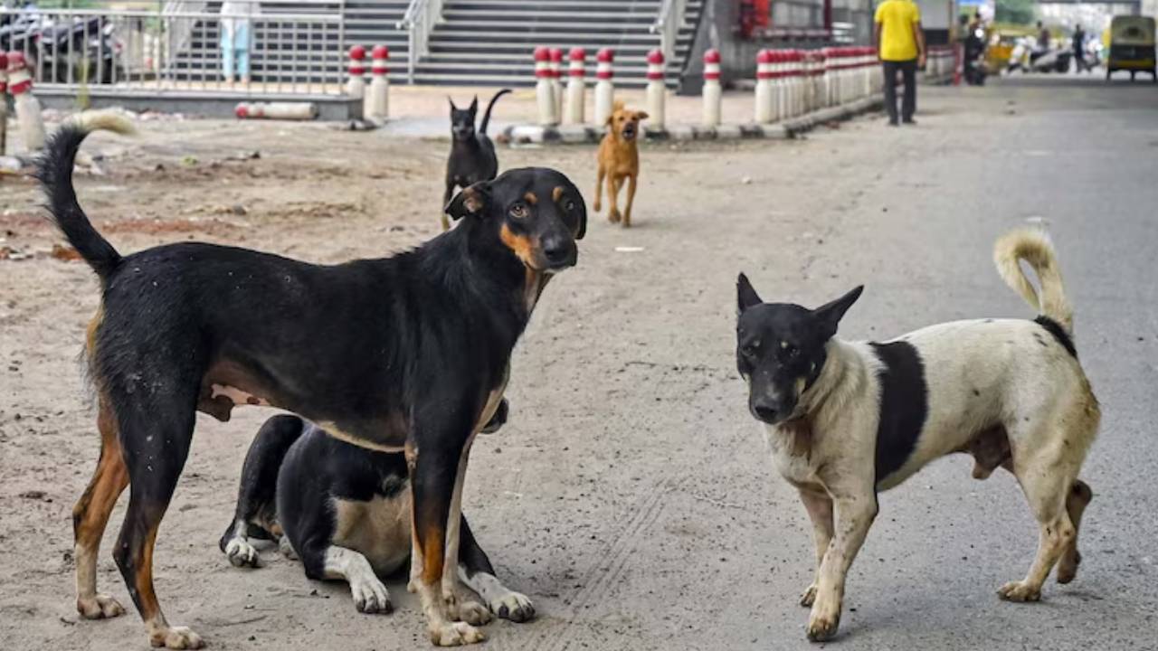 Street Dogs : 100 కుక్కలకు విషపు ఇంజెక్షన్ ఇచ్చి.. ఊరవతలకు తీసుకెళ్లి.. బాబోయ్ రంగారెడ్డి జిల్లాలో దారుణ ఘటన.. కేసు నమోదు