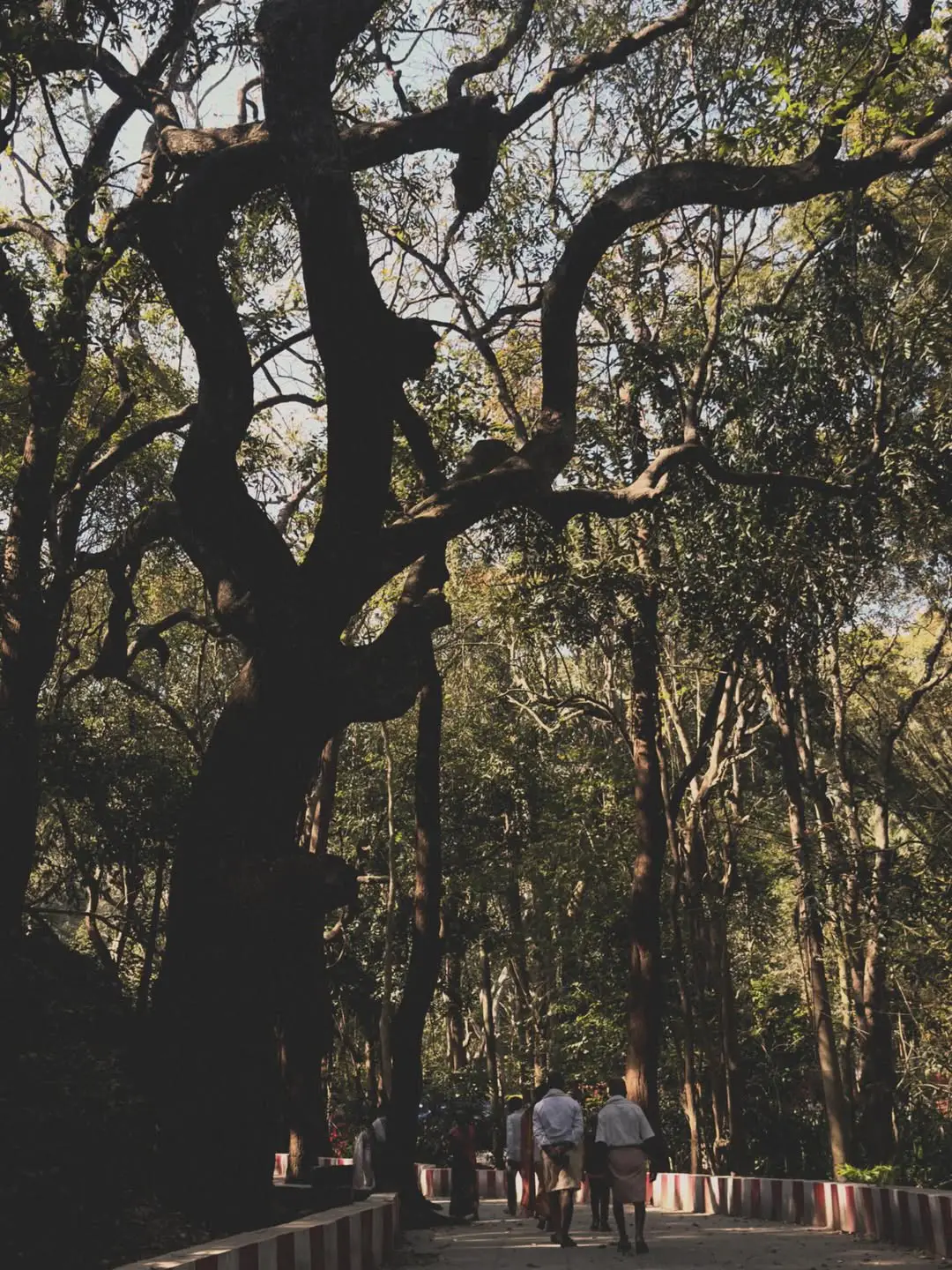 Bollywood heroine Ruhani Sharma went to Tirumala