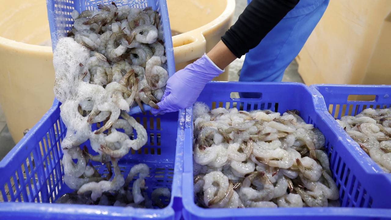 Trump Tariffs : ట్రంప్ సుంకాల తగ్గింపు.. భారత్‌లోని రొయ్యల పరిశ్రమకు భారీ ఊరట.. ప్రయోజనాలివే..