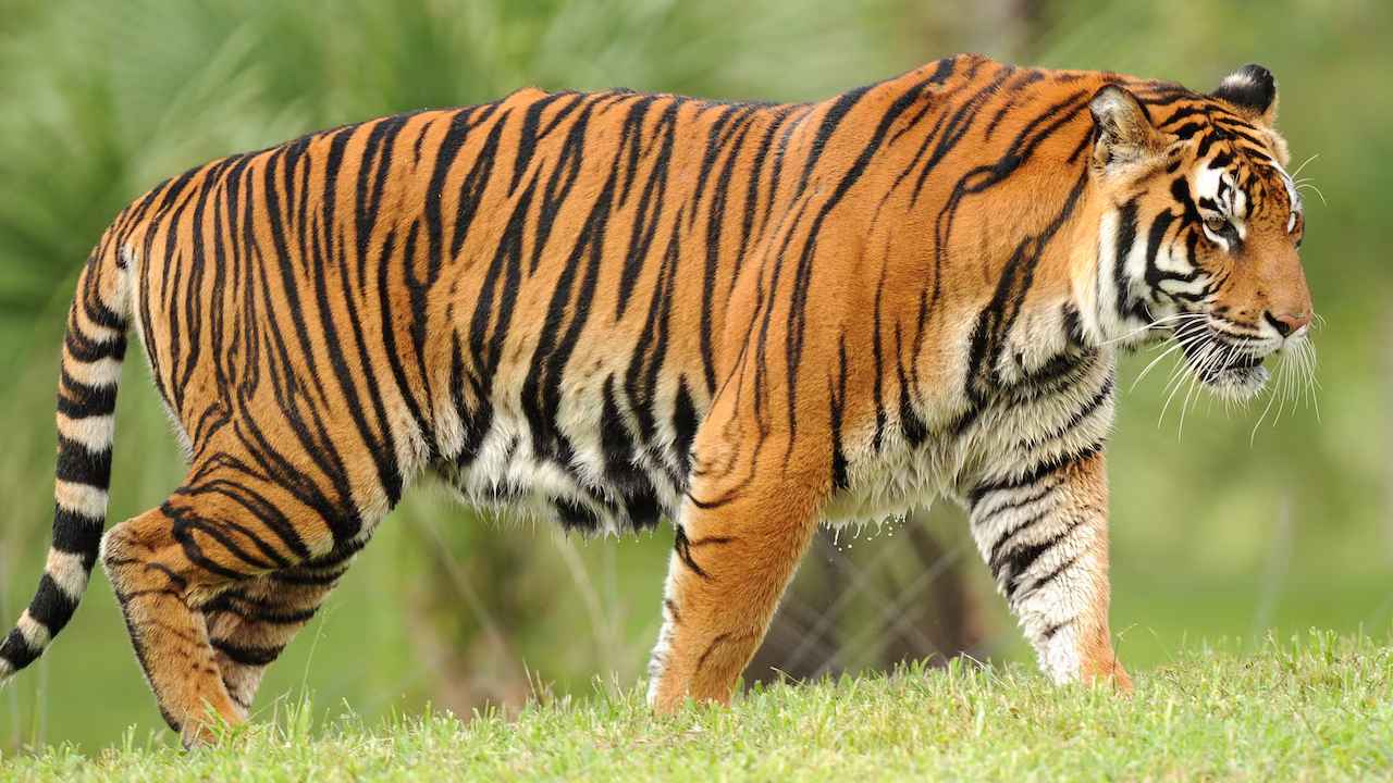 Tigers Dead: బాబోయ్.. 72 పులులు మృతి.. ప్రముఖ పర్యాటక టైగర్ పార్క్ క్లోజ్.. షాకింగ్ విషయాలు చెప్పిన అధికారులు