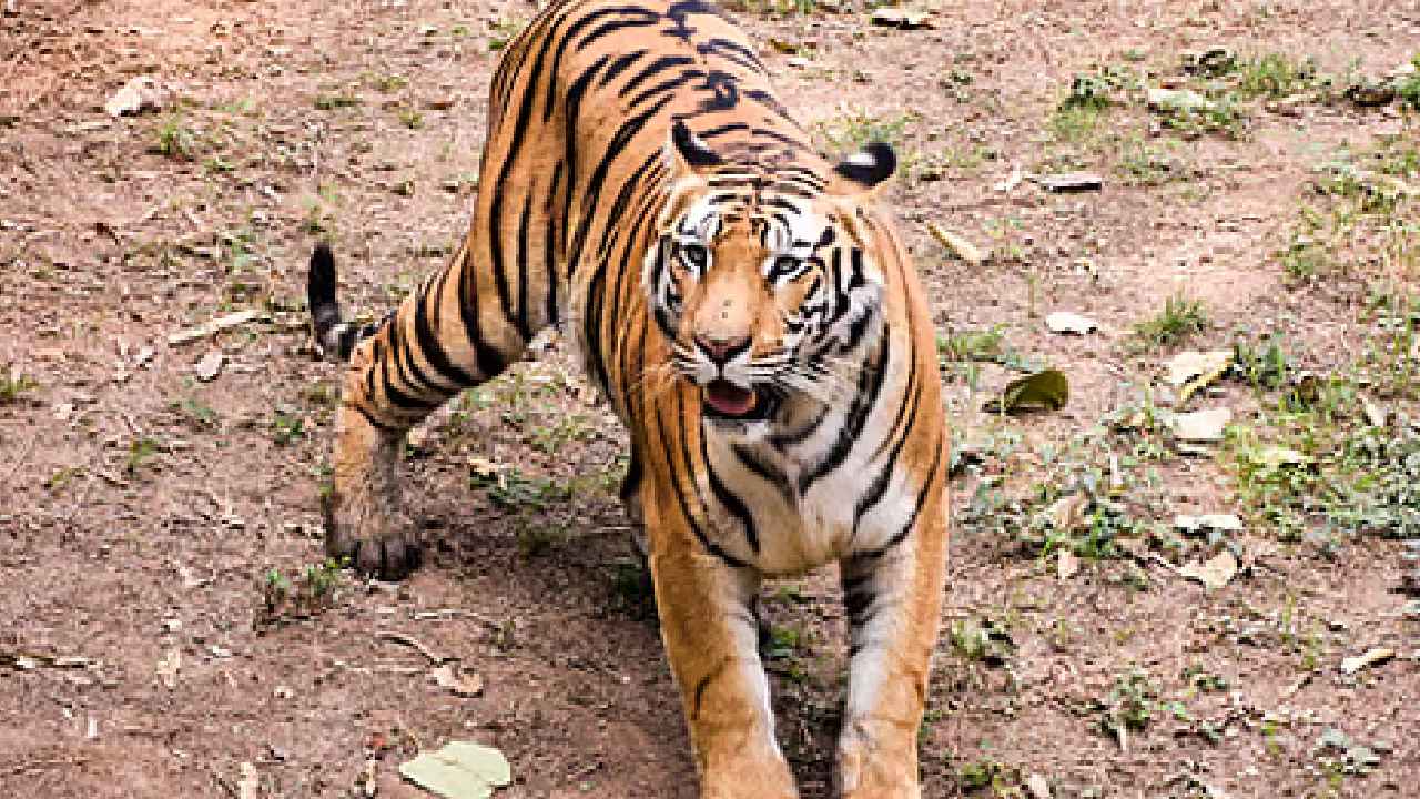 Tiger Captured: హమ్మయ్య.. ఎట్టకేలకు చిక్కిన పెద్దపులి.. ఊపిరిపీల్చుకున్న ప్రజలు