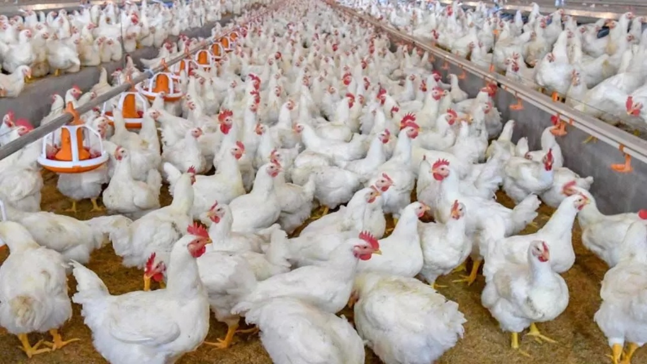 Chicken Price Hike : నాన్ వెజ్ ప్రియులకు షాక్.. భారీగా చికెన్ ధర.. ఒక్క రోజులోనే ఎంత పెరిగిందంటే..
