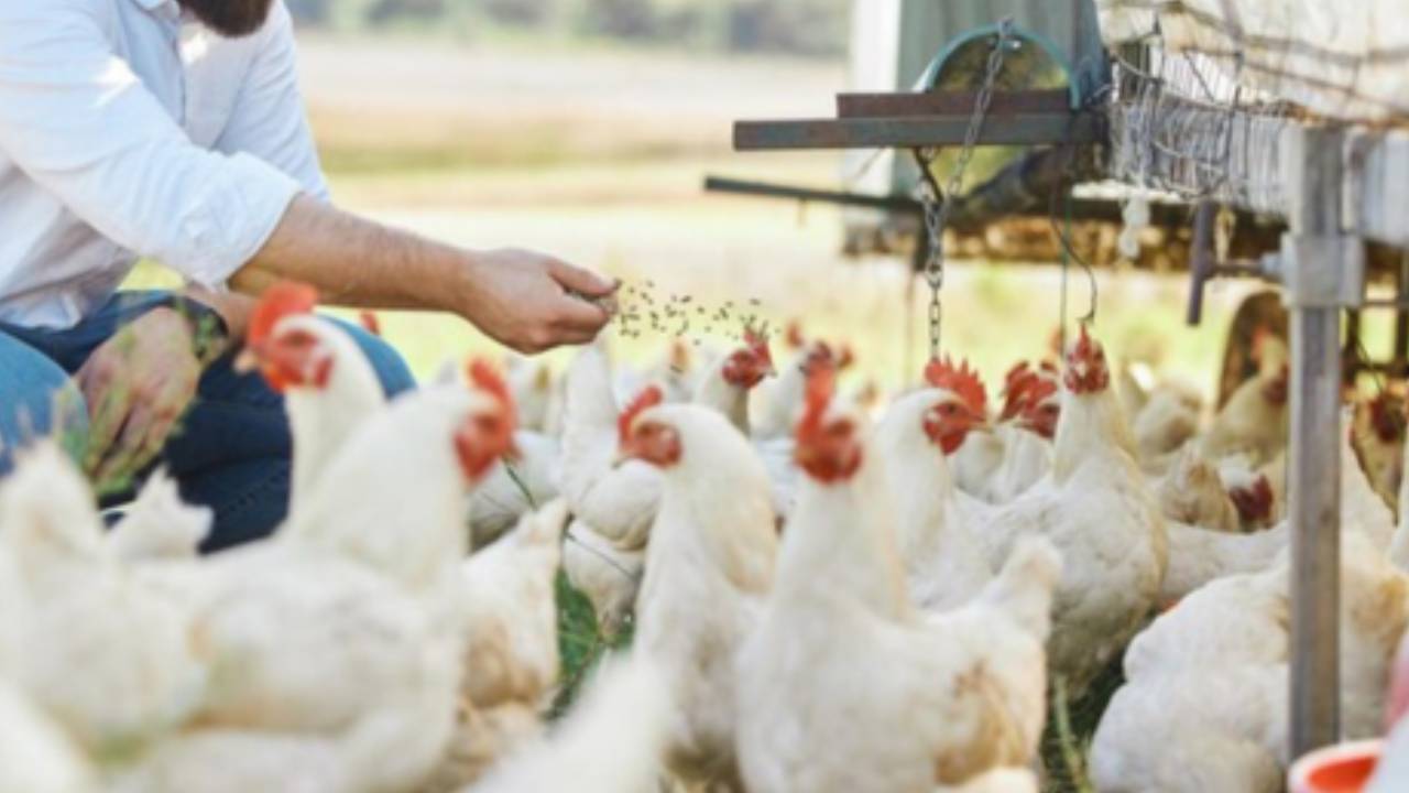 Chicken : ఓరి దేవుడా.. గంటల వ్యవధిలోనే మృత్యువాత పడుతున్న లక్షలాది కోళ్లు.. హడలెత్తిస్తున్న వైరస్.. చికెన్ ప్రియులకు అలర్ట్