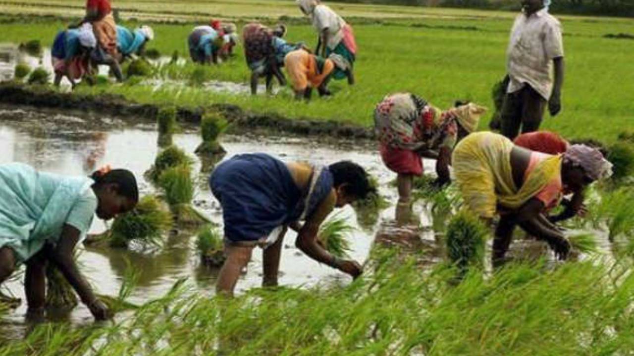 Rythu Bharosa : రైతులకు బిగ్ అలర్ట్.. నేడు రెండో విడత ‘రైతు భరోసా’.. నిధులు జమకాకుంటే వెంటనే ఇలా చేయండి..