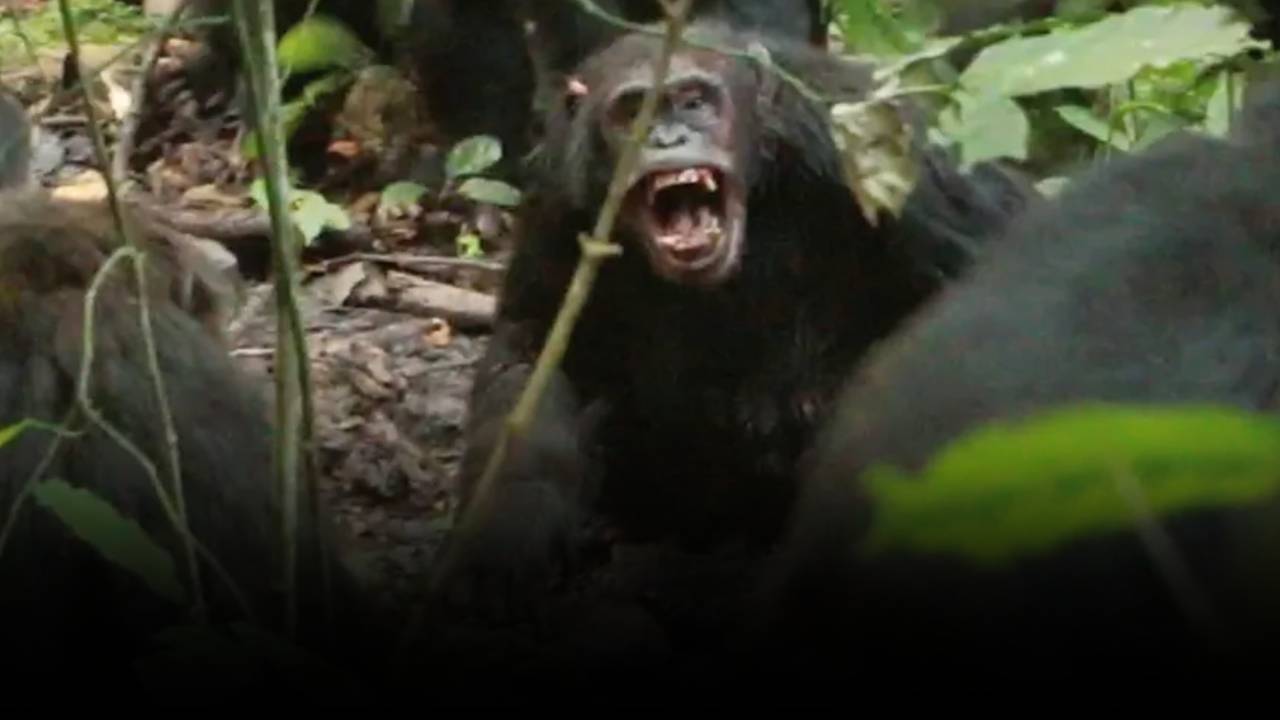 Uganda : మేము మనుషులకు తక్కువేం కాదు.. చింపాంజీల మధ్య అంతర్యుద్ధం.. గ్రూపులుగా విడిపోయి దారుణాలు..