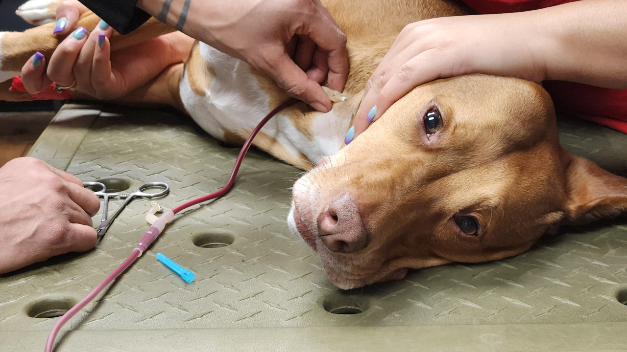 Dog blood : బాబోయ్.. కుక్కల రక్తం ప్యాకెట్ రూ.25వేలు.. వీధి కుక్కల సంరక్షణ ముసుగులో దందా.. టార్గెట్ వారే..