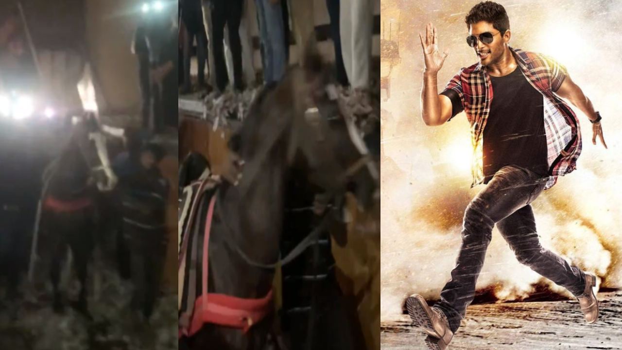 Race Gurram: ఓరి మీ దుంపలు తెగ.. థియేటర్స్ లోకి నిజమైన గుర్రాలు తీసుకొచ్చారుగా.. ‘రేసు గుర్రం’ రీ రిలీజ్ లో కొత్త ట్రెండ్