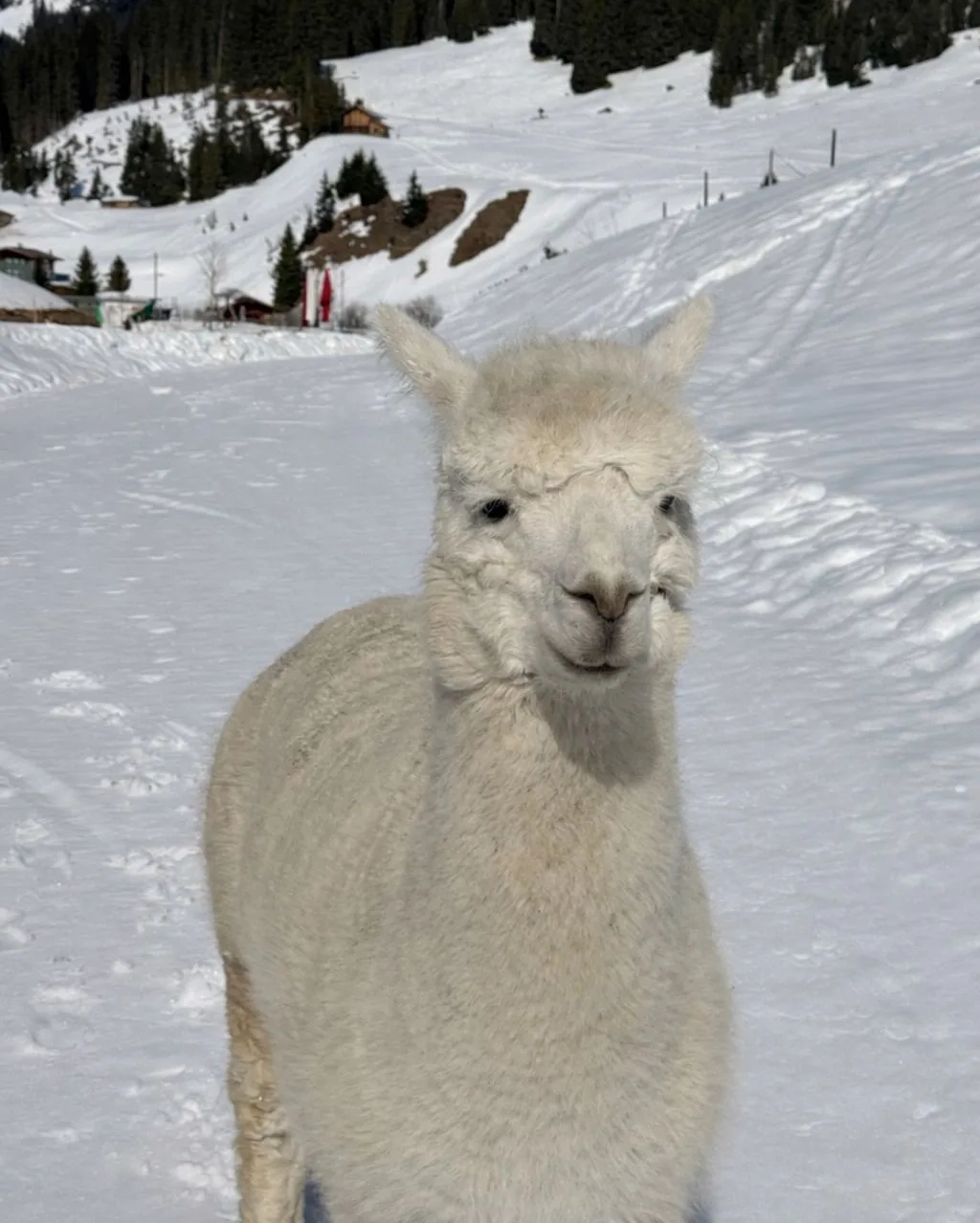 alia bhatt and ranbir kapoor wedding anniversary special photos