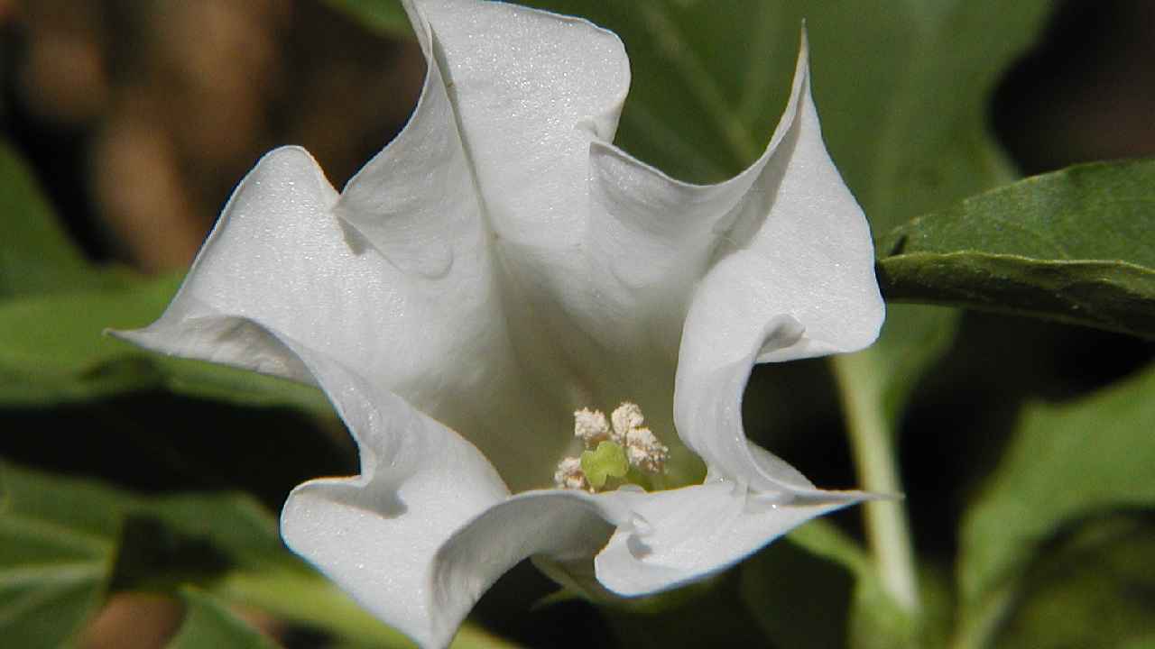 Datura Flower Curry: సోషల్ మీడియా రీల్స్ చూసి కూర వండుకుని తిన్న కుటుంబం.. నలుగురి పరిస్థితి విషమం