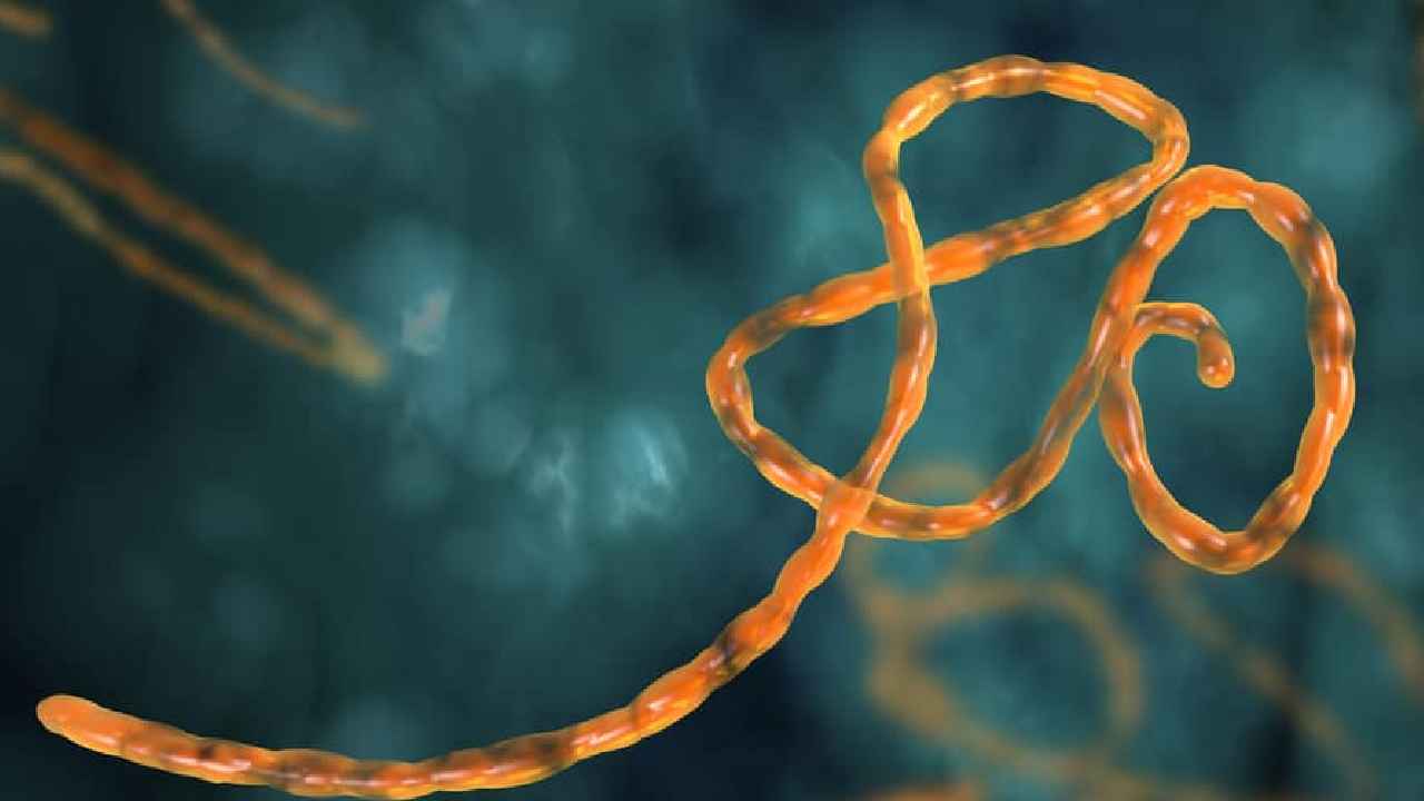 Ebola New Strain: 134 మంది మృతి.. ప్రపంచాన్ని వణికిస్తున్న ఎబోలా వైరస్ కొత్త రకం..
