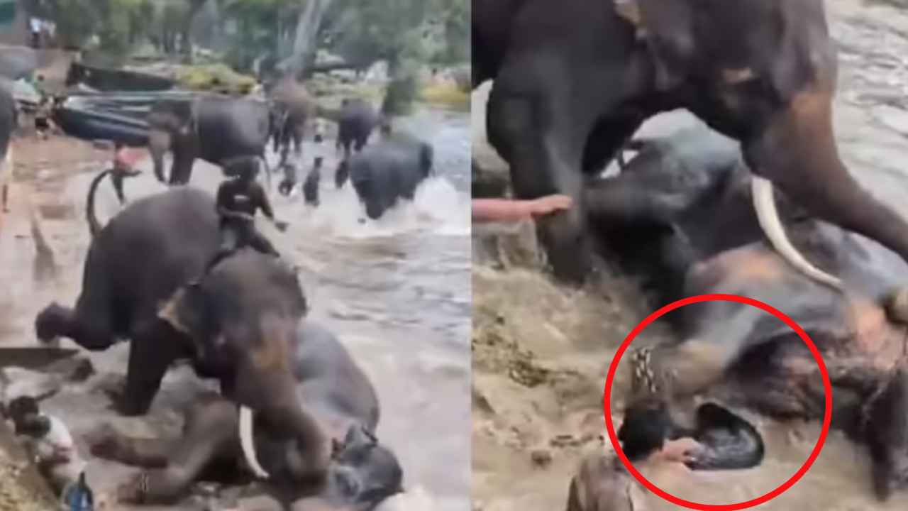 Elephants Fight: ఏనుగు, ఏనుగు కొట్టుకుని టూరిస్టుని తొక్కి చంపాయ్..