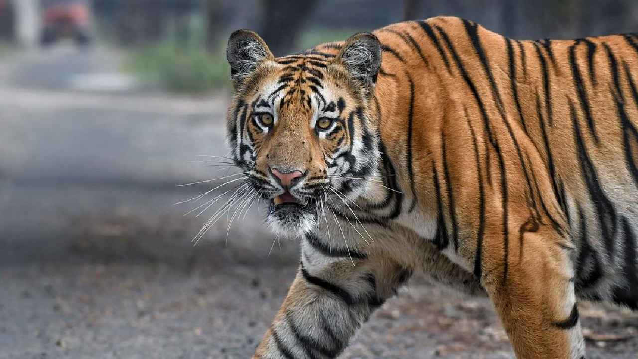 Maharashtra Tiger Attack: మహారాష్ట్రలో ఘోరం.. పులి దాడిలో నలుగురు మహిళలు మృతి
